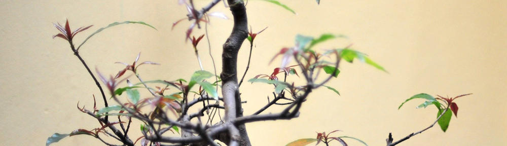 Health Lifestyle Learn